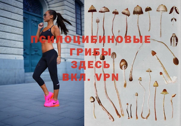 прущие грибы Няндома